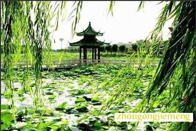 梦见柳枝迎风摇曳