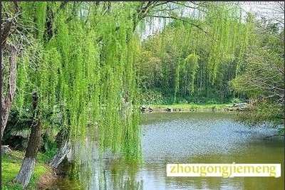梦见水边垂柳