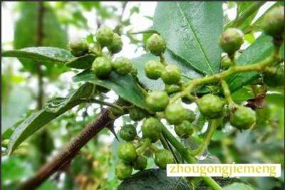 梦见花椒 花椒树