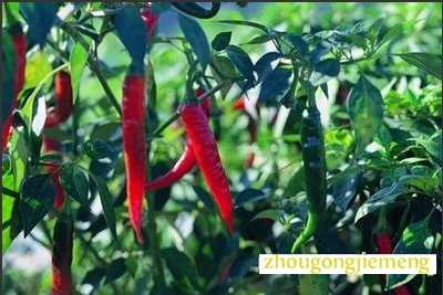 梦见红辣椒