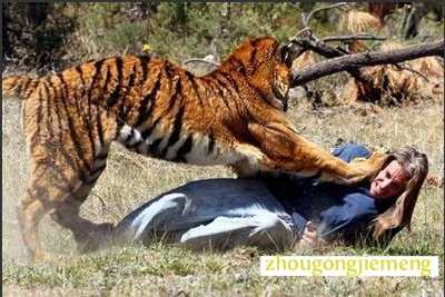 梦见老虎朝自己扑来