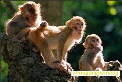 梦见猴子不同神态