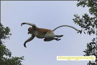 梦见猴子走动或跳跃