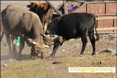 梦见两头牛打架