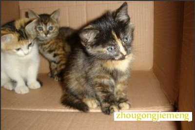 梦见一群猫追我