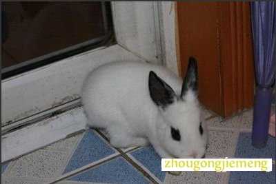 梦见兔子跑进屋