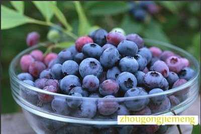 梦见蓝莓