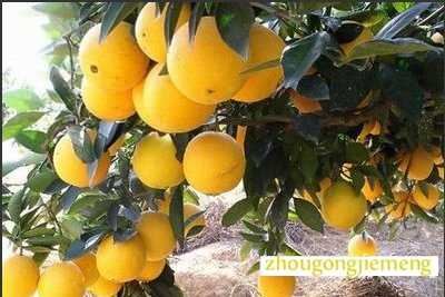 梦见橘柚橙柑