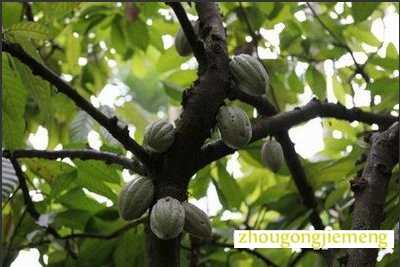 梦见可可豆 可可树
