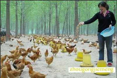 梦见养鸡