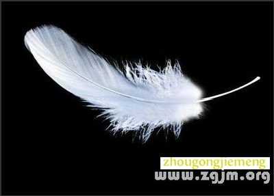 梦见羽毛 鸡毛