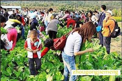 梦见去菜园摘菜