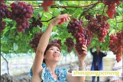 摘葡萄