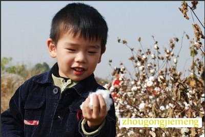 梦见摘棉花