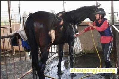 梦见给马梳毛
