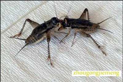 梦见斗蟋蟀