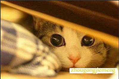 梦见躲猫猫