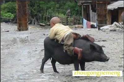 梦见骑着猪过江、湖水或大海