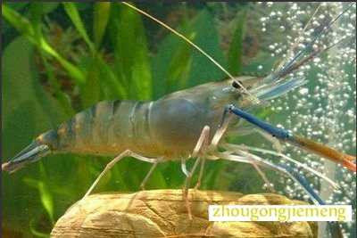 梦见抓虾 捕虾 捉虾