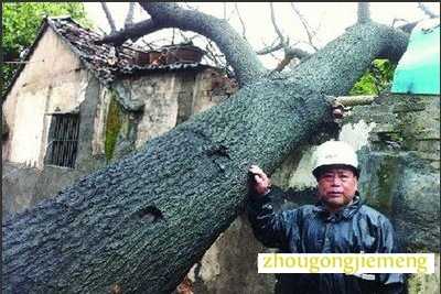 梦见大树砸倒自家房屋