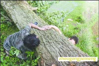 梦见大风吹断大树