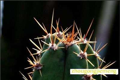 梦见刺与刺伤刺痛