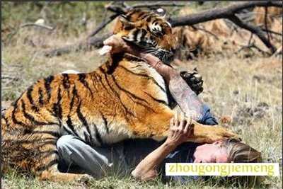 梦见老虎吃人