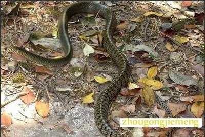 梦见被蛇追着咬