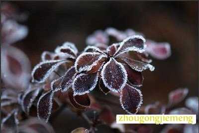 梦见霜降草木枯萎