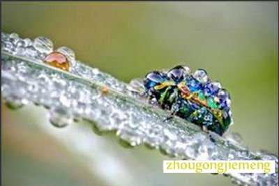 梦见朝露闪烁发亮