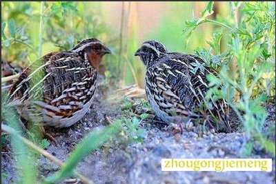 梦见隐藏的事物