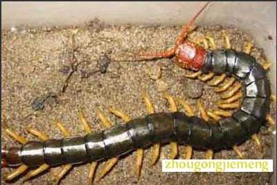 梦见蜈蚣咬自己